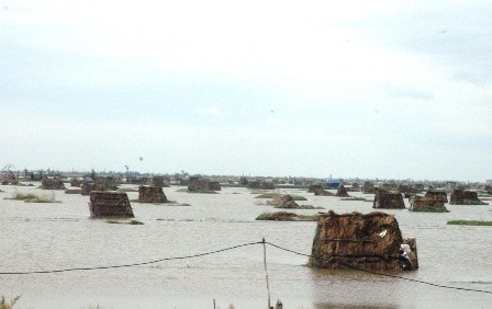 Hàng trăm ha diện tích nuôi trồng thủy hải sản của người dân Giao Thủy, Nam Định bị nước cuốn trôi.